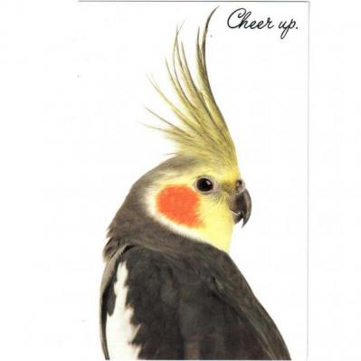 Greeting Card - Cheer Up - Bad Hair Day - Front